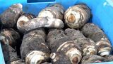 「生産者の努力でいいイモが」高級食材「海老芋」の選果、生産量日本一の磐田市で始まる=静岡|TBS NEWS DIG