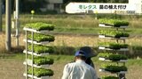 『2450トンの収穫見込み』国から野菜産地の指定を受けているレタスの特産地で「冬レタス」の苗の植え付け　熊本・苓北町　|　熊本のニュース｜RKK NEWS｜RKK熊本放送