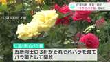 「体が続く限りは続けたい」3軒の住宅に“手作りバラ園”それぞれに違った特徴が【高知・仁淀川町】 | 高知のニュース・天気|KUTV NEWS | KUTVテレビ高知