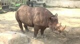 レッサーパンダやクロサイも 熊本市動植物園が「希少動物保全」で環境省認定 | 熊本のニュース|RKK NEWS|RKK熊本放送