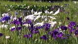 カルガモ親子の姿も トンボ自然公園で“ハナショウブ”見頃(高知・四万十市) | 高知のニュース・天気|KUTV NEWS | KUTVテレビ高知