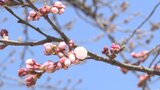 5年ぶりに花見食堂が復活 岩手・奥州市のサクラの名所「水沢公園」で「桜まつり」始まる|TBS NEWS DIG