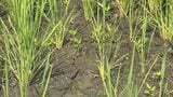 「イネも水不足で夏バテ」生育に影響のおそれ…長野県木島平村が「渇水対策本部」 2018年以来の設置…川から農業用水をくみ上げるポンプの補助など実施へ | SBC NEWS | 長野のニュース | SBC信越放送