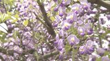 樹齢450年のフジの花が見ごろを迎える 夜はライトアップも 大分市・西寒多神社 | 大分のニュース|OBS NEWS|大分放送