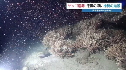 真夜中の海で“神秘の光景” 水深3～6mに広がるピンク色の物体とは