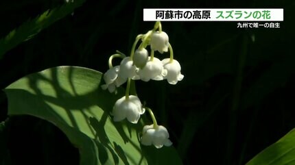 可憐なズズランの花 》九州で自生しているのは阿蘇地域だけ 熊本県の