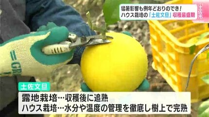 おいしい温室土佐文旦、食べてやー」猛暑影響も例年通りのでき!ハウス おいしい温室土佐文旦、食べてやー」猛暑影響も例年通りのでき!ハウス