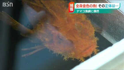 これは縁起がいい」 金色のオニオコゼ見つかる 佐渡金山の世界遺産登録