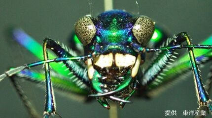 道を教えてくれる？美しく獰猛なハンター「ハンミョウ」 別名は