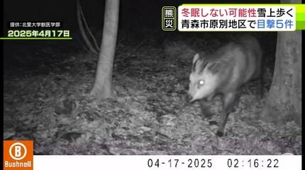 まだ起きているのか…」教授も驚愕 雪深い山中をのしのしと歩く『クマ