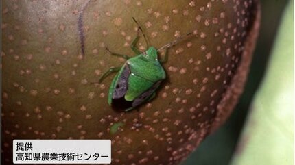 【カメムシ／発送方法修正】テレビ 閲覧注意】カメムシ今年は大量発生か、平年比20倍・229匹確認の所も