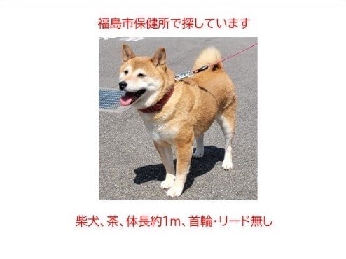 【続報】保健所から逃げ出した柴犬、無事に保護　自ら保健所まで戻る　けがなし　福島【午後4時更新】　|　福島のニュース│TUF