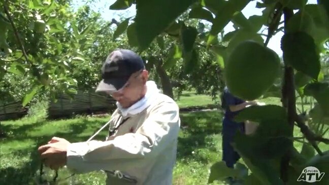 青森県でリンゴの着果状況調査はじまる “豪雪”の被害あった藤崎町の園地では“豪雪”被害あったものの十分な実の量を確認|TBS NEWS DIG