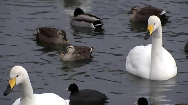 ハクチョウとカモが憩う立春　4日の最高気温は宮古11.2度、一関10.7度　7日と8日は一転 真冬の寒さに　岩手|TBS NEWS DIG