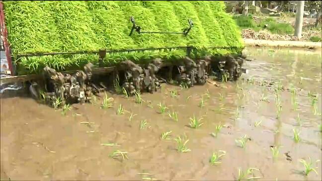 コメ価格高止まりでも値下がりの兆しの中 極早稲ブランド米「おもてなし」田植えスタートで8月中の出荷目指す 宮城|TBS NEWS DIG