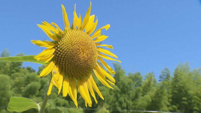 石川で12日連続の「熱中症警戒アラート」金沢市の山間部では“ひまわり”見頃|TBS NEWS DIG