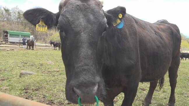 暑い夏を八ヶ岳の高原で　牛の放牧始まる　エサ代高騰で畜産農家の負担軽減にも期待　山梨|TBS NEWS DIG
