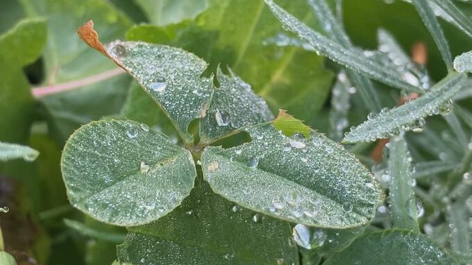 今シーズン本州で初　青森で「初霜」観測　平年より8日・去年より2週間遅く　|TBS NEWS DIG