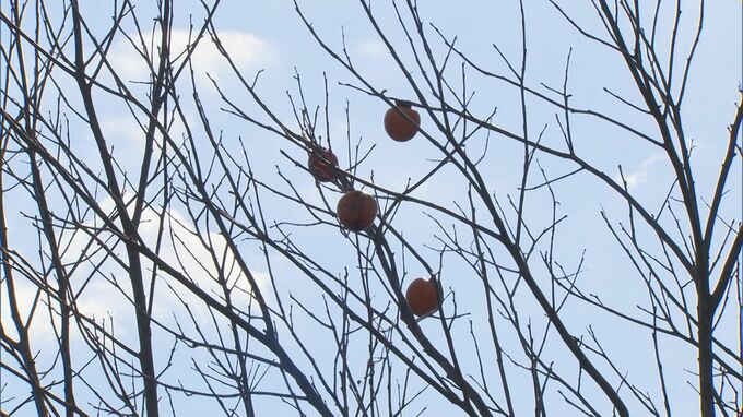 クマを人里に呼び寄せる「放置果樹」受け継がれた柿の木を伐採しようにも…「所有者不明」「高齢化」の壁「ほったらかしにされていると…」|TBS NEWS DIG