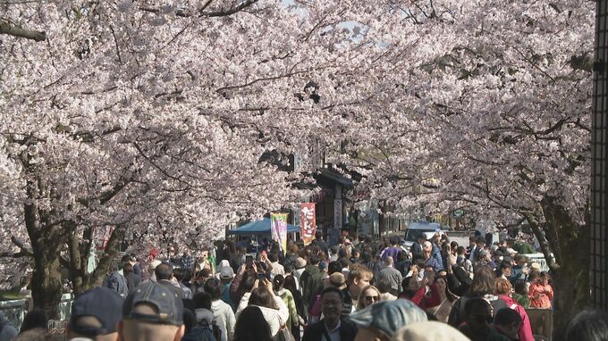 金沢・兼六園の“無料開園” 桜の満開続き「14日まで延長」当初は11日で終了予定　|　石川県のニュース｜MRO北陸放送