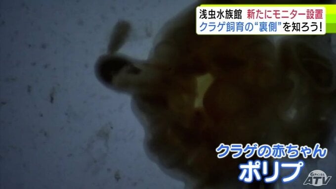 普段は見られないクラゲの飼育の“裏側”も見られる　県営浅虫水族館の館内に新たにモニター設置　クラゲの赤ちゃんなどリアルタイムで配信も　青森市|TBS NEWS DIG