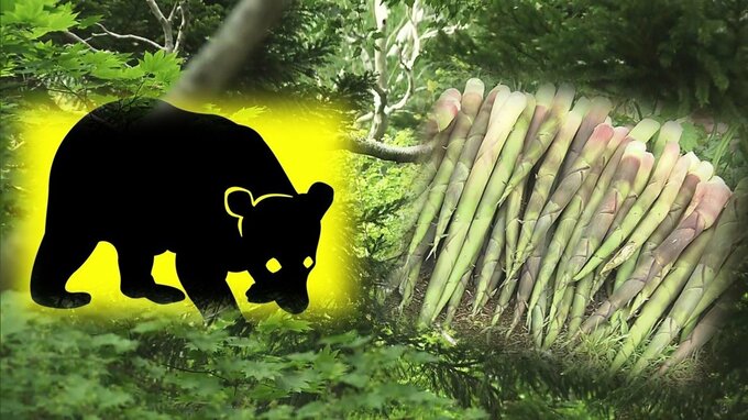 【速報・追記】背中を叩かれ振り返ると「クマ」が…　60代女性がクマに襲われ右足の太ももにけが　他にもクマと遭遇したという人が「『もう大丈夫だな』と思ってうしろを見たら…」　青森市　|　青森のニュース│ATV NEWS│青森テレビ
