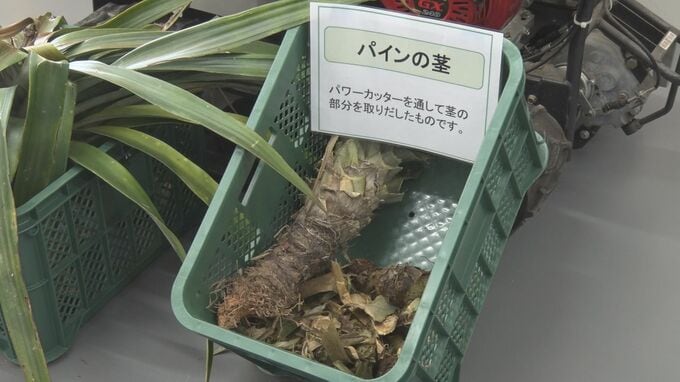 パイナップルの茎から痔の治療薬を製造へ　パインの産地、東村に県内初の製薬工場が完成|TBS NEWS DIG
