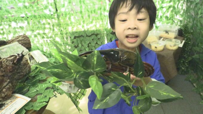 世界最大級ヘラクレスなど15種20匹　カブトムシ・クワガタ大集合　触れて楽しめるイベント　岩手・宮古市|TBS NEWS DIG