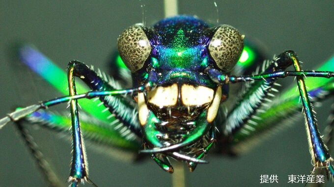道を教えてくれる？美しく獰猛なハンター「ハンミョウ」　別名はミチオシエ、ニラムシ|TBS NEWS DIG