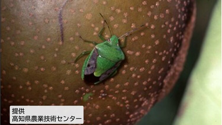 閲覧注意】カメムシ今年は大量発生か、平年比20倍・229匹確認の所も