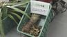 パイナップルの茎から痔の治療薬を製造へ　パインの産地、東村に県内初の製薬工場が完成　|　沖縄のニュース｜RBC 琉球放送
