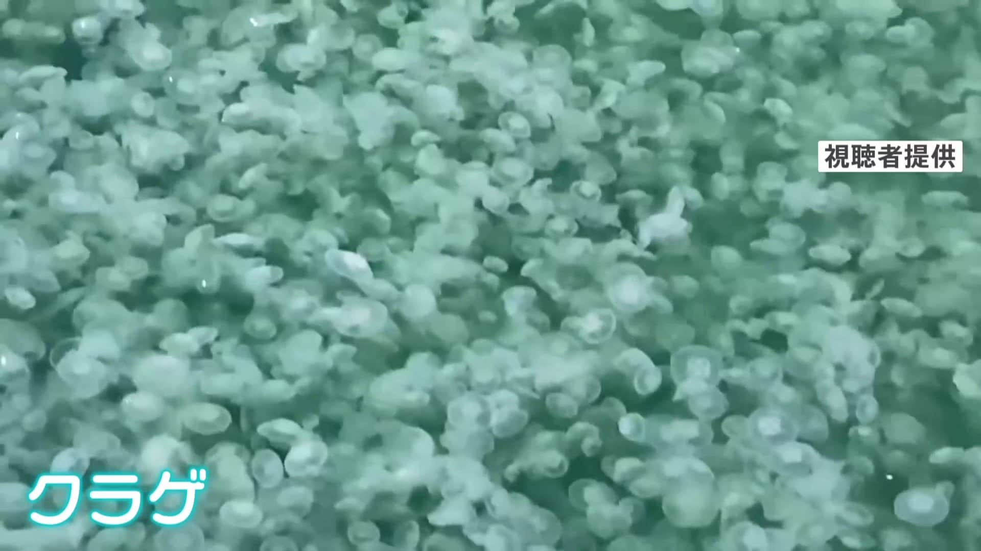 横浜市中心部で“大量のクラゲ”発見 触手に触ると痛みも…横浜市は「そのままにして」 原因は海の満潮・干潮 | TBS NEWS DIG