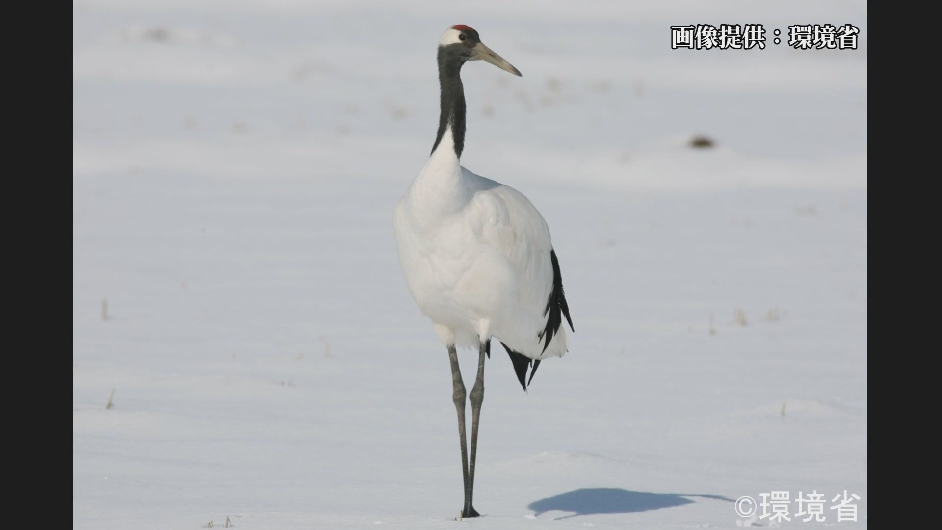タンチョウを絶滅危惧種から除外 ニホンイシガメが新たに絶滅危惧種に