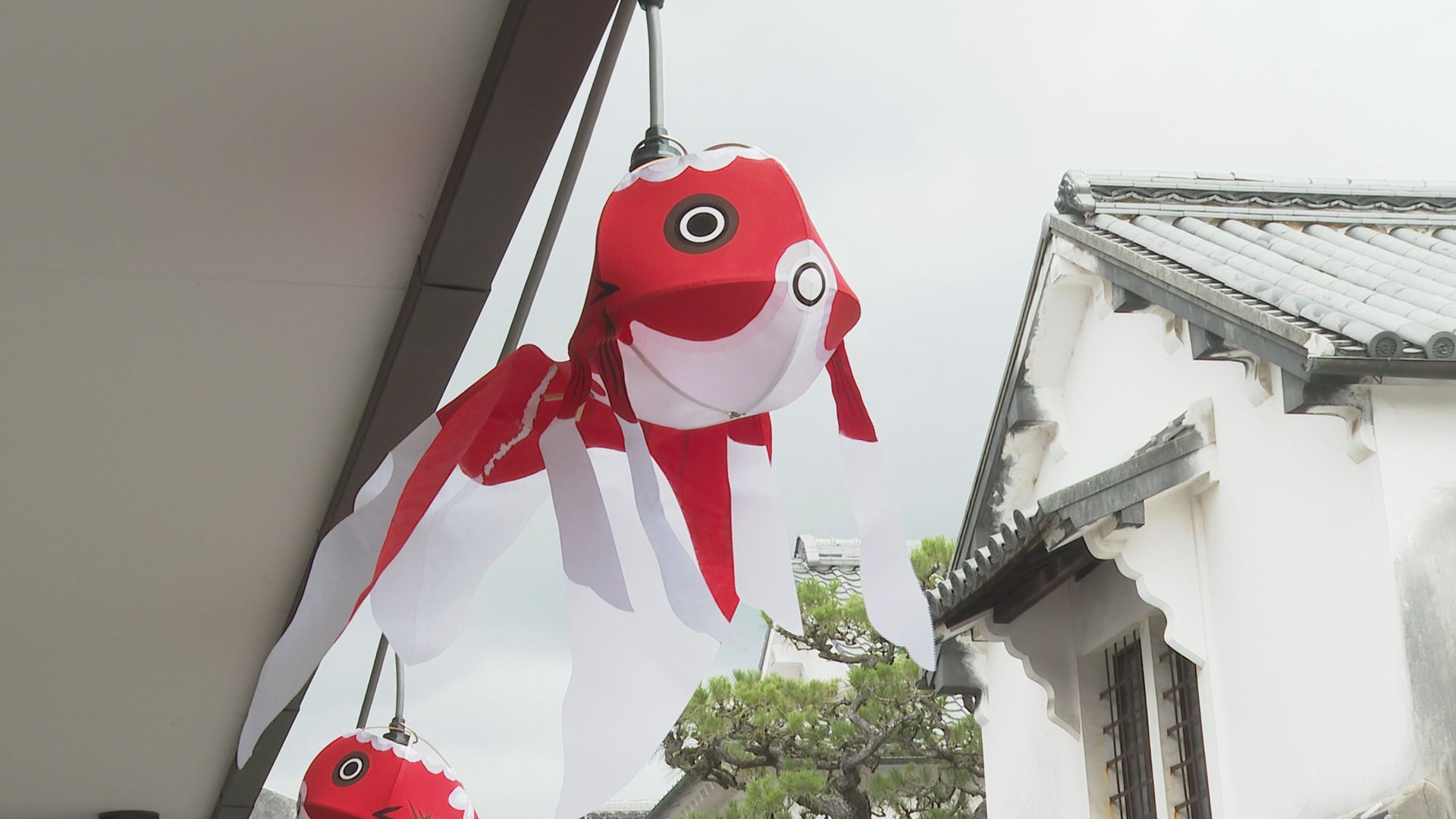 2500個 白壁の町並み彩る「柳井金魚ちょうちん」 祭りに向け