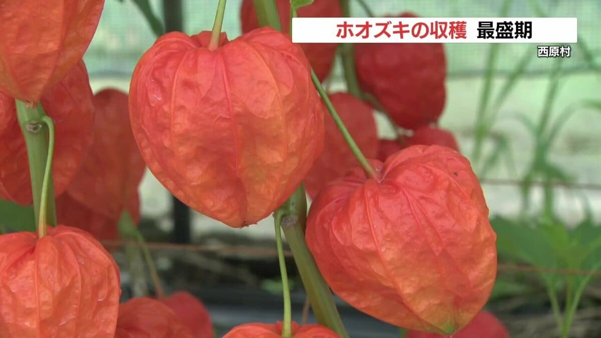 ホオズキ 今年の出来は上々」お盆を前にホオズキの収穫が最盛期 “霊を導く提灯