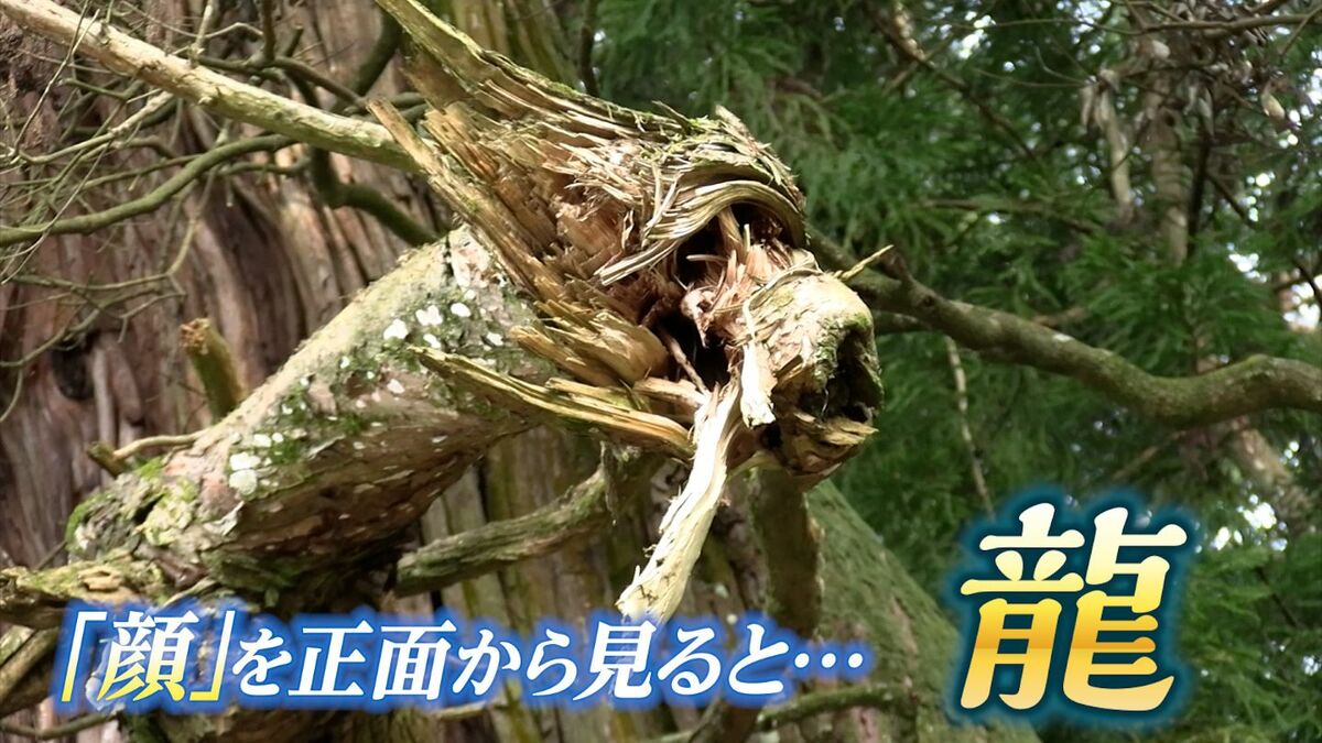 樹齢800年以上の御神木に現れたのは「龍」！初詣を待たずして参拝客が