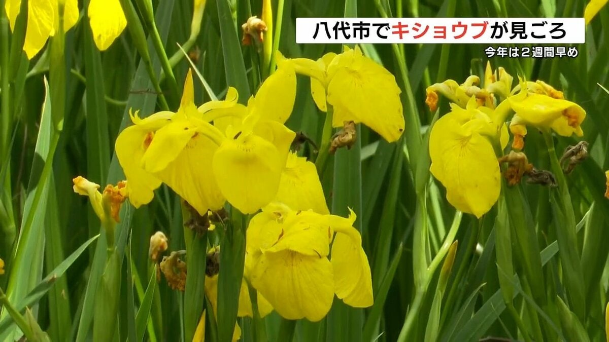 鮮やかな黄色の花を咲かせる『キショウブ』が八代市の神社で見頃 国の