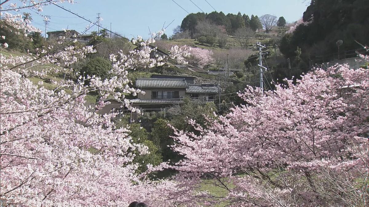 山さくら 立山公園さくらまつり | イベント | 長崎市公式観光サイト「travel