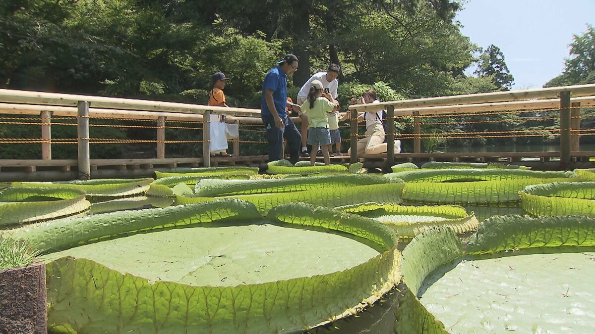 直径1メートル以上の葉に立ってポーズ！恒例の“オオオニバス”乗り 大分
