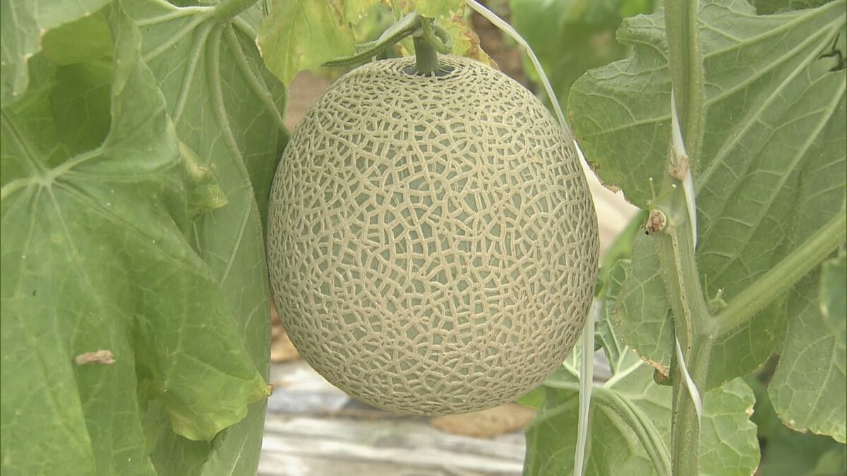 早くもメロン狩り賑わう…ことしは雨が少なく甘み濃縮 9月下旬まで 全国有数のメロンの産地 愛知･田原市
