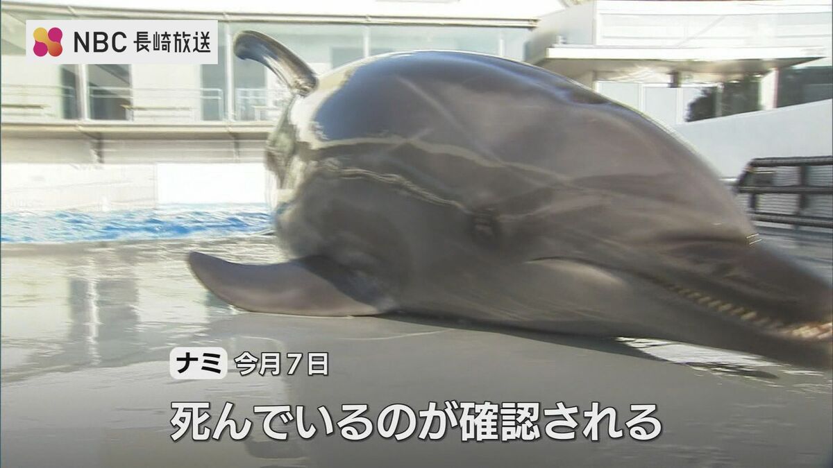 ハンドウイルカ「ナミ」死ぬ 担当職員は「心の整理がついていない