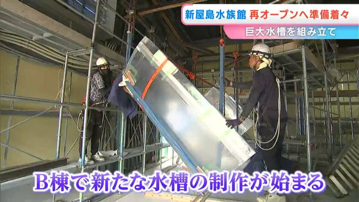 みかんの皮みたい」水族館の