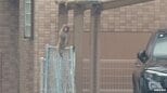 幼稚園の防犯カメラにもその姿が…　広島市中区にサル出没　警察がパトロール強化　「野良猫だと思って、よく見たらサルだったので驚いた」|TBS NEWS DIG