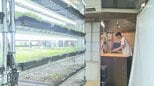 「植物すごいって思ってほしい」マイクロハーブを築100年の古民家で栽培 逆境を乗り越え...人気料理店も認める食材に=浜松市【しずおかモノ語り】|TBS NEWS DIG