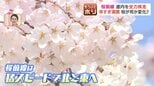 【異変】北海道の桜が記録的な早咲き！連休前に散っちゃう？ライトアップも急きょ前倒し　一方、桜の名所「二十間道路」では"倒木の危険性"など守る側の苦悩も|TBS NEWS DIG