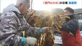 徳島の特産「鳴門わかめ」が収穫最盛期迎える　鳴門海峡の激流で育ち歯ごたえ◎|TBS NEWS DIG