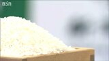 酷暑渇水の中でも整った粒多し 暑さに強く環境にも配慮した『新大コシヒカリ』の開発は続く|TBS NEWS DIG