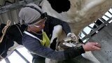 牛の蹄のかたちを整える削蹄競技大会 県内外から18人の削蹄師が出場 プロならではの技量競う【岡山】 | 岡山・香川のニュース | 天気 | RSK山陽放送