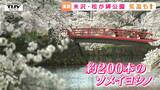 200本のソメイヨシノが見ごろ！　米沢市・松が岬公園の桜が満開　県内は5月中旬から下旬の陽気に（山形）　|　山形のニュース│TUYテレビユー山形