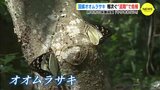 やりきれない…国蝶オオムラサキが危機　サルだけでなく人までも　保護施設の怒り　|　RCC NEWS | 広島ニュース | RCC中国放送